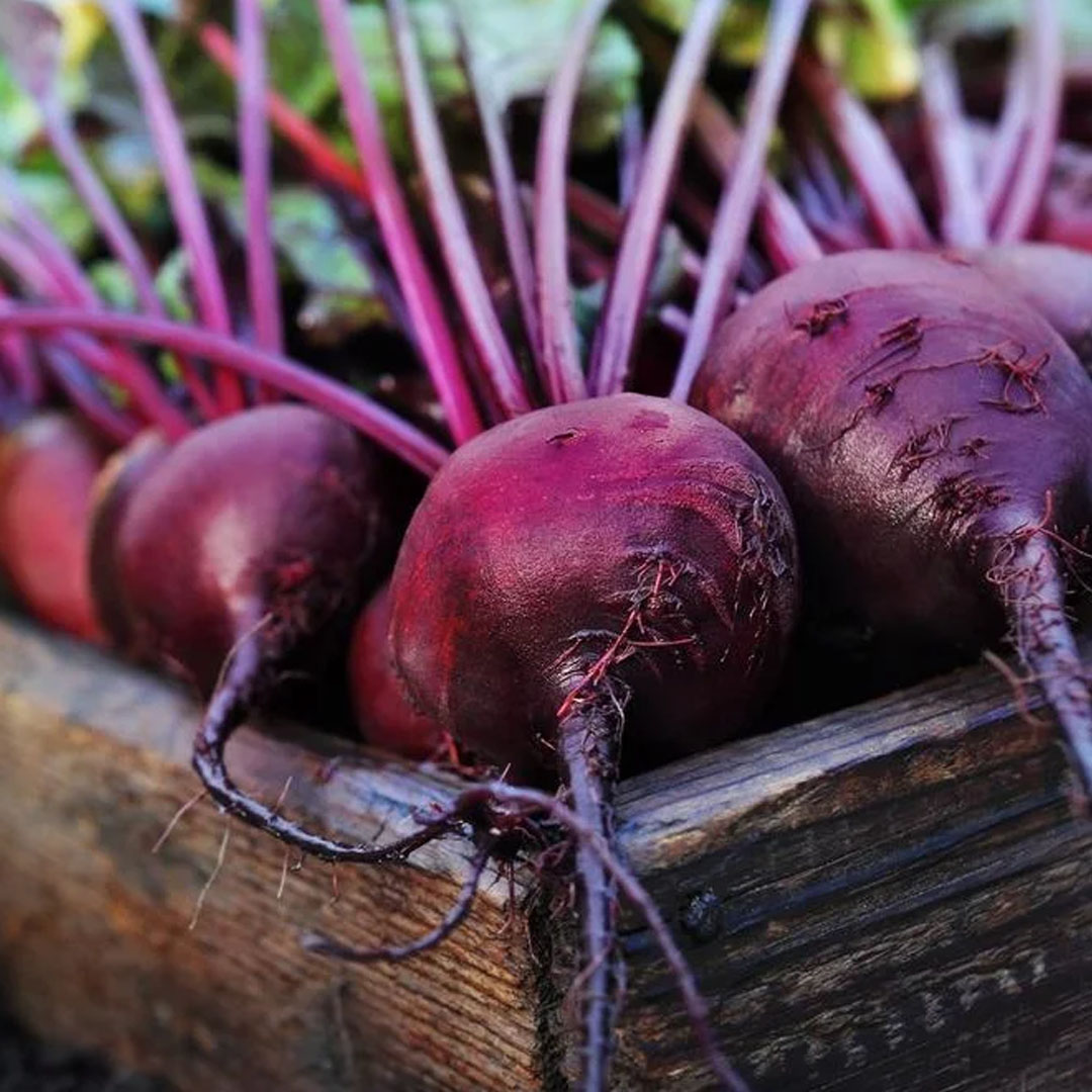 Beetroot_03