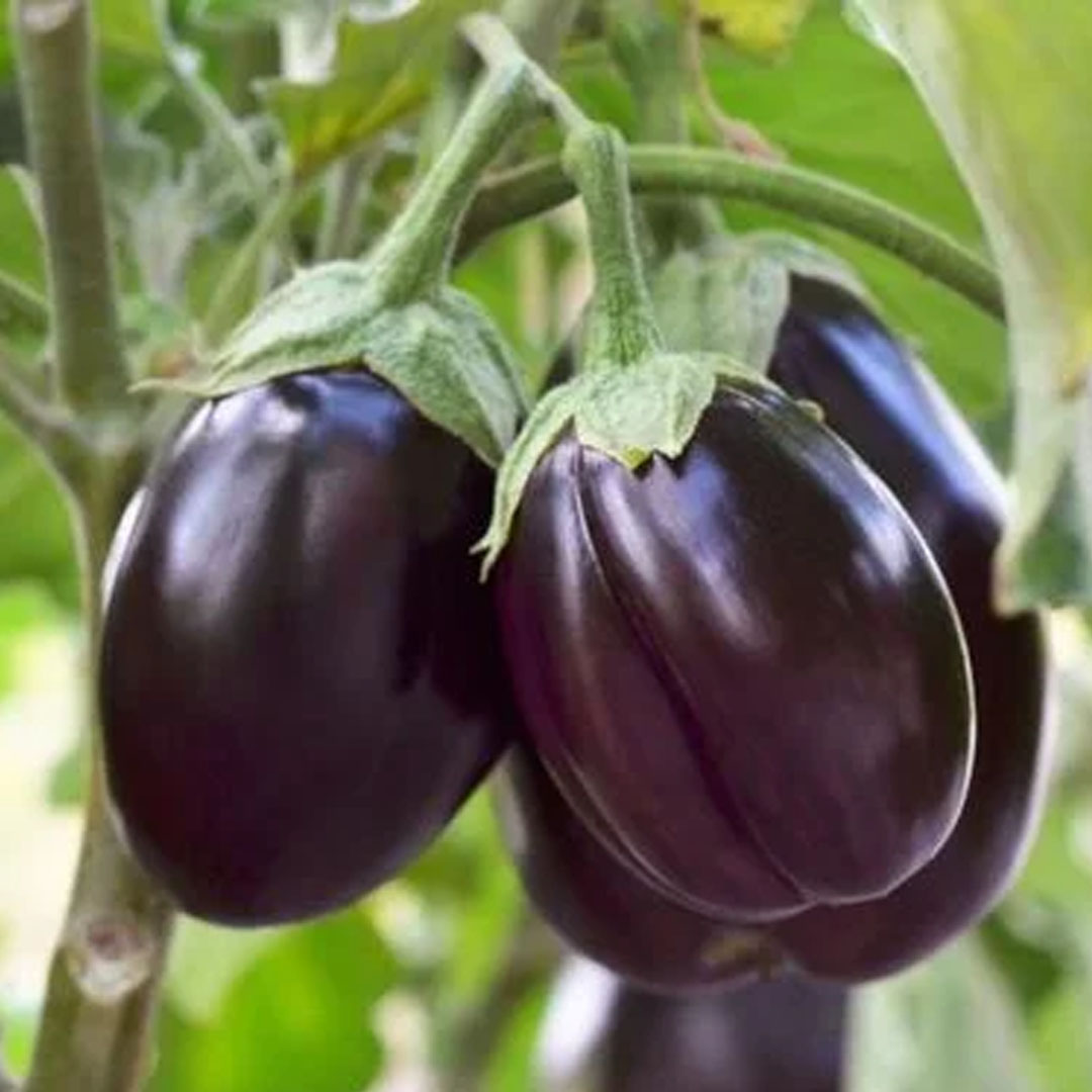 Brinjal_01