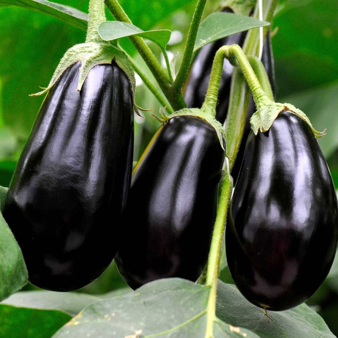 Brinjal_03