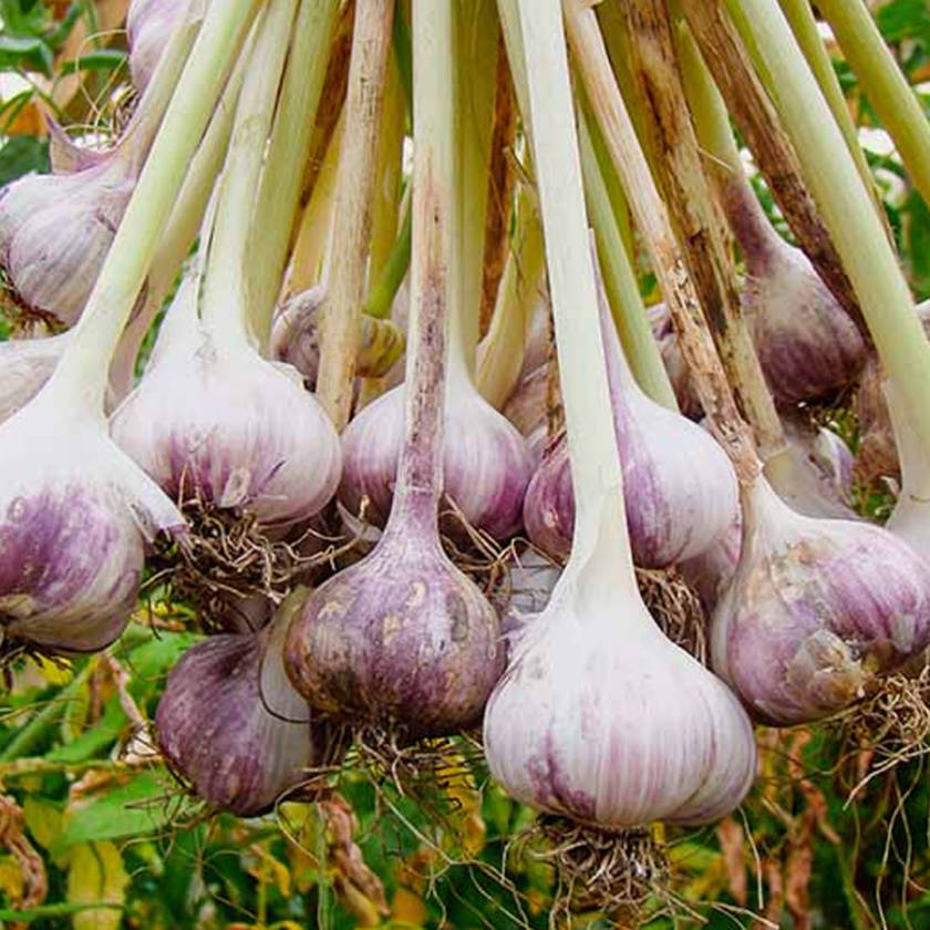 Garlic_02-840x840