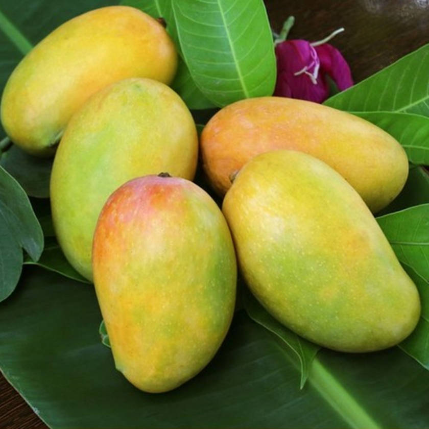 Kesar-Mangoes_2-840x840