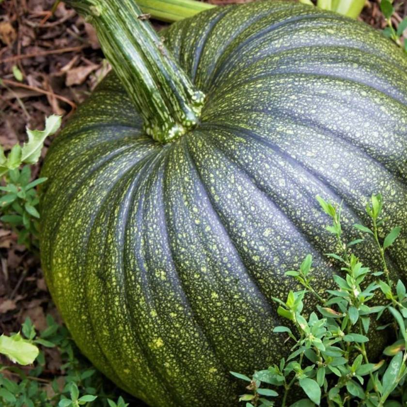 Pumpkin_03-840x840
